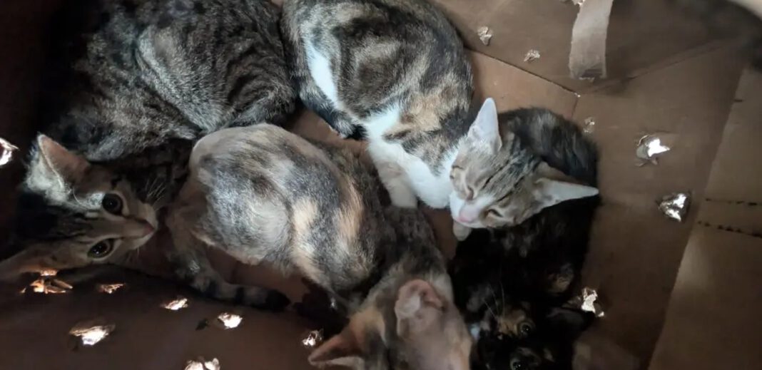 41 Katzen auf Gelände eines Autohändlers in Hagen entdeckt