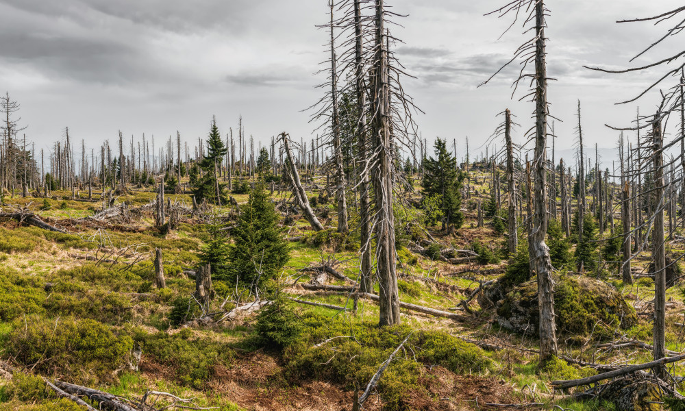 Die Auswirkungen des Klimawandels auf verschiedene Kontinente