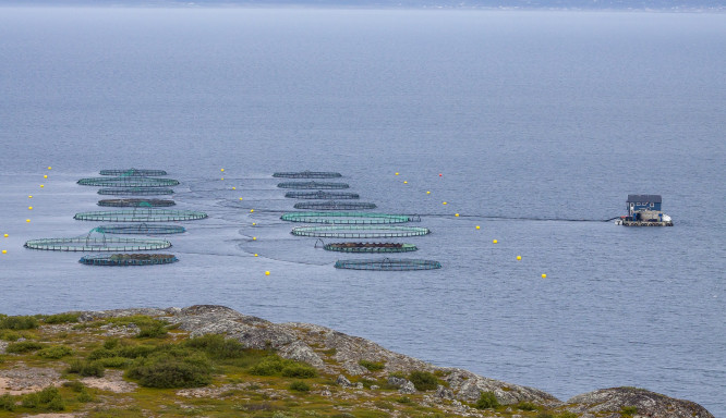 ECOMARES: Innovation und Nachhaltigkeit in der Aquakultur