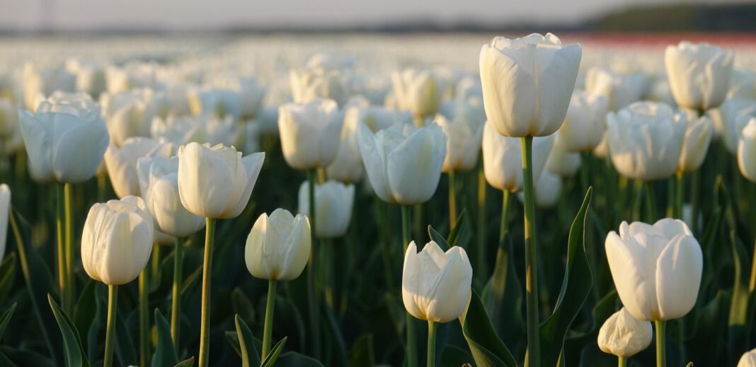 Frühlingsferien Niederlande 2024: Reisetipps, Termine und Highlights