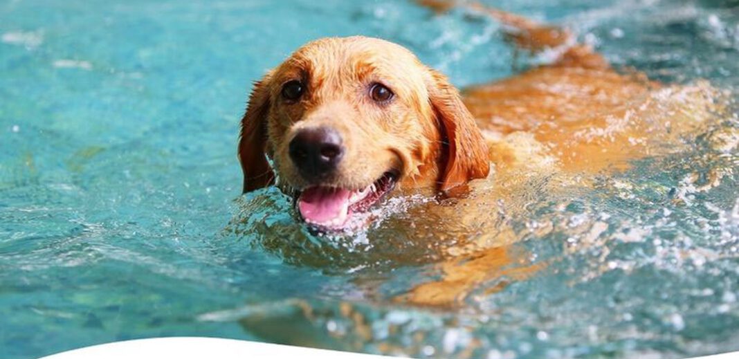Letzter Badetag im Naturfreibad Suderwich am 1. September Hundeschwimmen folgt am 6. September
