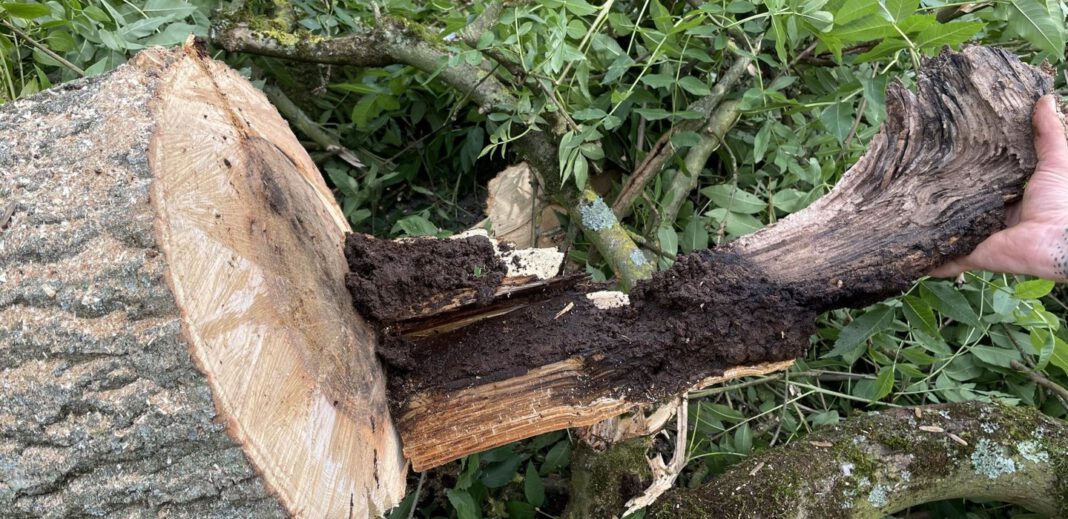 Pilzbefall zwingt Stadt zur Fällung von elf Bäumen in Lessingstraße